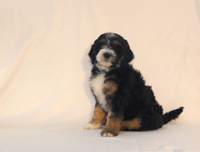 bernedoodle puppy