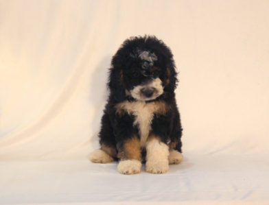 bernedoodle puppy