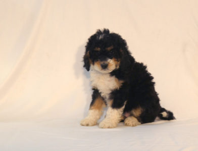 bernedoodle puppy