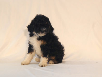 bernedoodle puppy