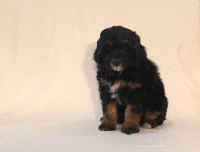 bernedoodle puppy