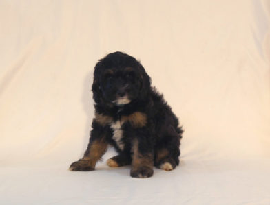 bernedoodle puppy