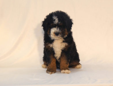 bernedoodle puppy