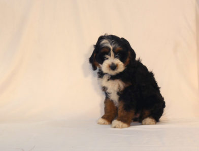 bernedoodle puppy