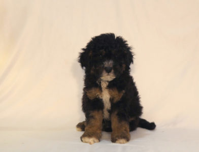 bernedoodle puppy