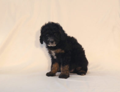 bernedoodle puppy