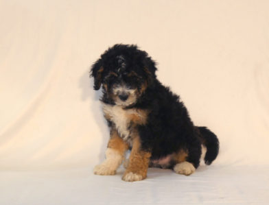 bernedoodle puppy