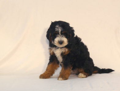 bernedoodle puppy