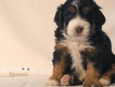 bernedoodle puppy