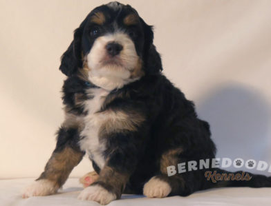 bernedoodle puppy