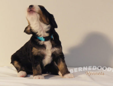 bernedoodle puppy