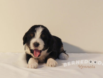 bernedoodle puppy