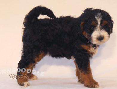 bernedoodle puppy