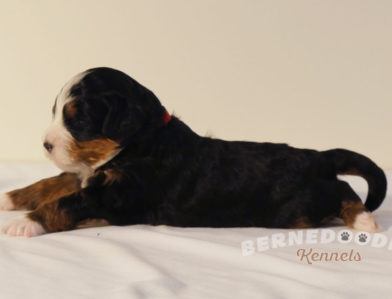 bernedoodle puppy