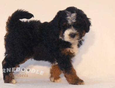 bernedoodle puppy