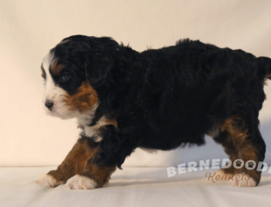 bernedoodle puppy