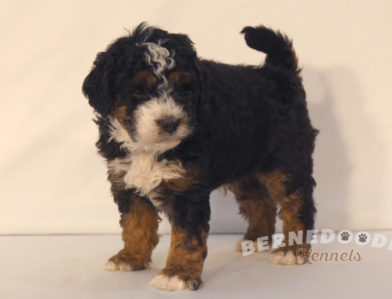 bernedoodle puppy