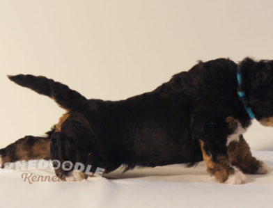 bernedoodle puppy