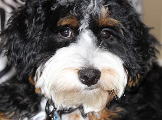 Beautiful Bernedoodles