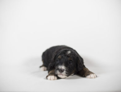 bernedoodle puppy