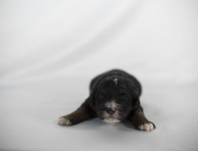 bernedoodle puppy