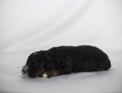 bernedoodle puppy