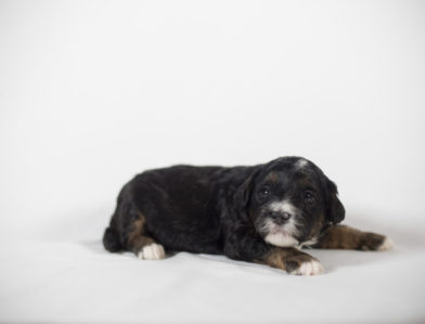 bernedoodle puppy