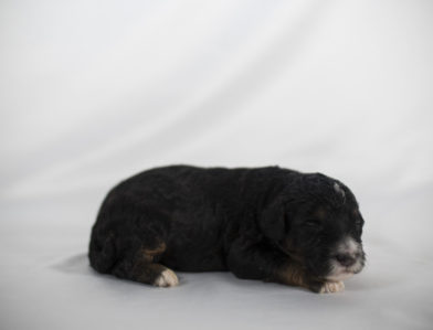 bernedoodle puppy