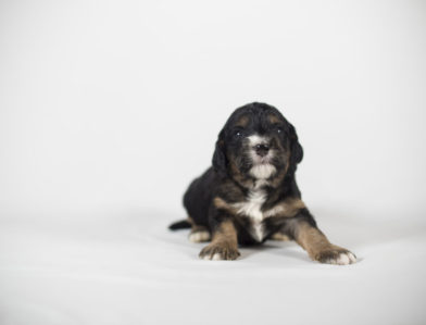 bernedoodle puppy