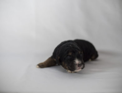 bernedoodle puppy