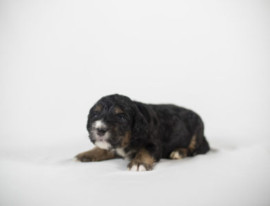 bernedoodle puppy