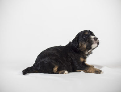 bernedoodle puppy