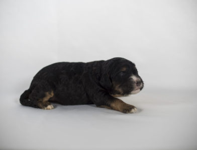 bernedoodle puppy