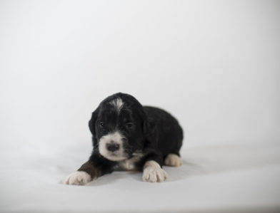 bernedoodle puppy