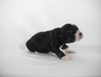 bernedoodle puppy