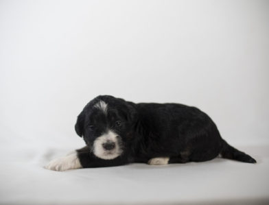 bernedoodle puppy