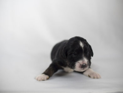 bernedoodle puppy