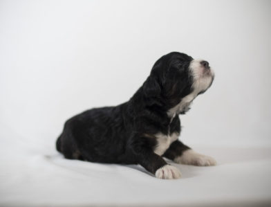 bernedoodle puppy