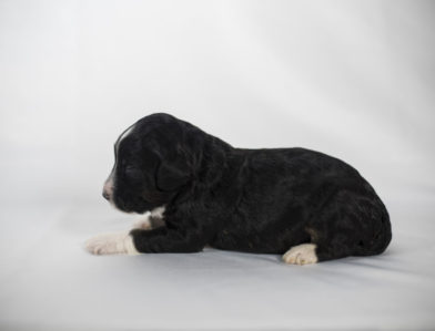 bernedoodle puppy