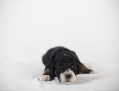 bernedoodle puppy