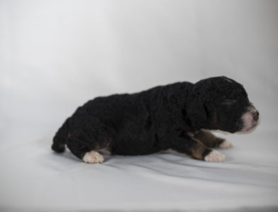 bernedoodle puppy