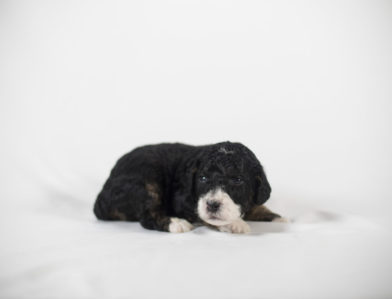 bernedoodle puppy