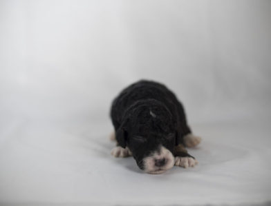 bernedoodle puppy