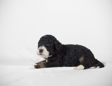 bernedoodle puppy