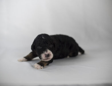 bernedoodle puppy