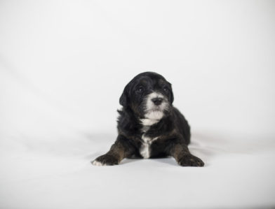 bernedoodle puppy