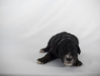 bernedoodle puppy