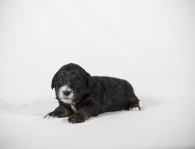 bernedoodle puppy