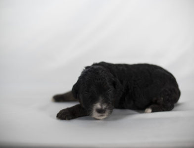 bernedoodle puppy