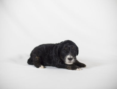 bernedoodle puppy